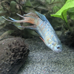 Macropodus Opercularis