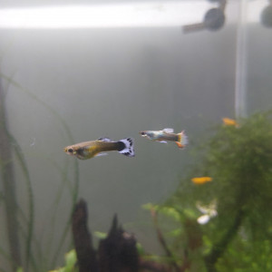 Mâle guppy bleu floral