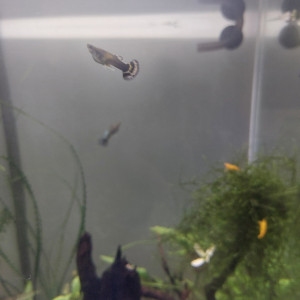 Guppy mâle floral jaune