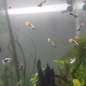 Guppy mâles lemon et lemon/red