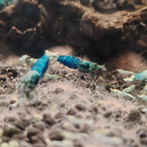 Crevettes Blues....