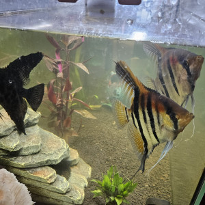 Trois beaux Scalaires en attente de trouver un plus grand aquarium !