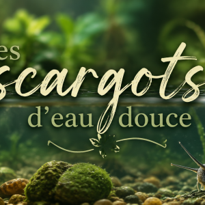Escargot aquarium