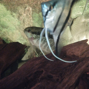Scalaire Manacapuru