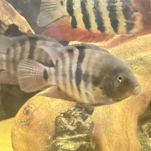 Poissons nigros