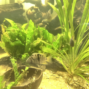 Poissons nigros