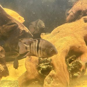 Poissons nigros