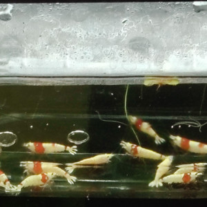 Crevettes red crystal bien opaques