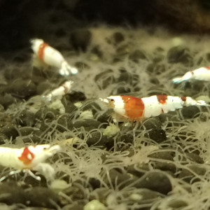 Crevettes red crystal