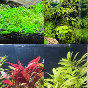 Plantes
