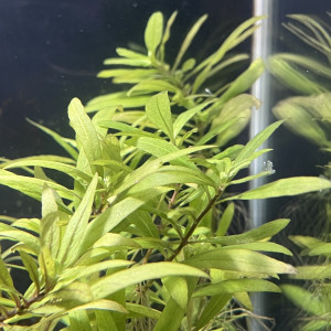 Plantes