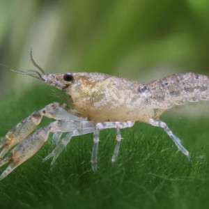 Écrevisse naine