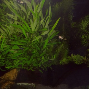 Ancistrus gold