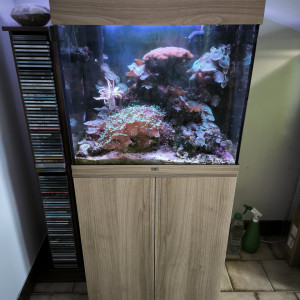 Urgent cause séparation vente aquarium récifal