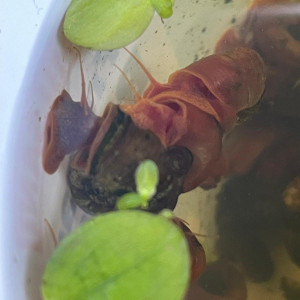 Planorbes rouges, Bruns, Physes.