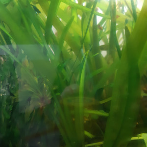 Plante aquarium Vallisneria spiralis