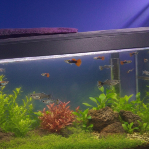 Guppys adultes mâles et femelles