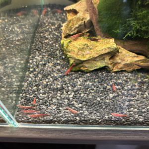 Neocaridina