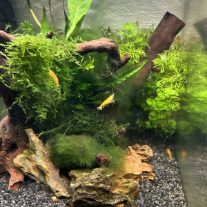 Neocaridina