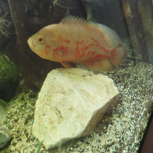 Astronotus ocellatus 10 mois