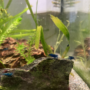 Crevettes Blue velvet (bleu intense)