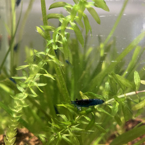 Crevettes Blue velvet (bleu intense)