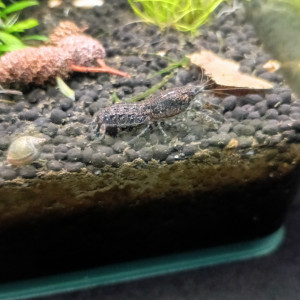 Écrevisses naines