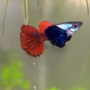Guppy sélection couple  Dumbo red tail