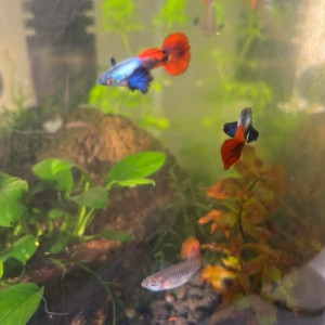 Guppy sélection couple  Dumbo red tail