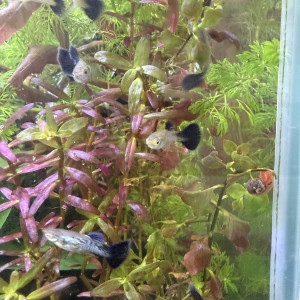 Guppy sélection Cobra blue navy