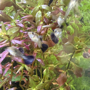 Guppy sélection Cobra blue navy