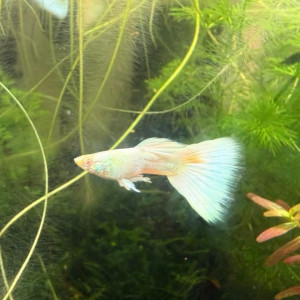 Guppy sélection Couple White platinum