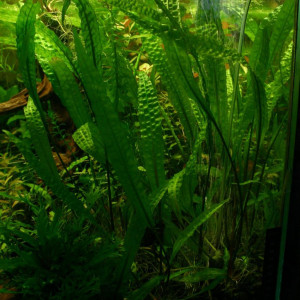 cryptocorines aponogétifolias