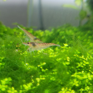 Crevettes red cherry
