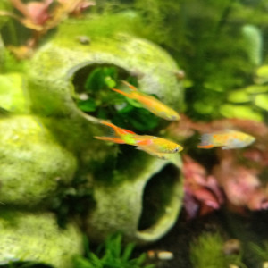 Guppy endler