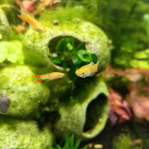 Guppy endler