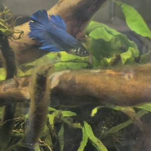 Betta femelle