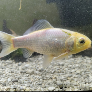 Gold fish