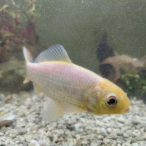 Gold fish