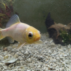 Gold fish