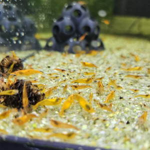 Neocaridina orange sunkist