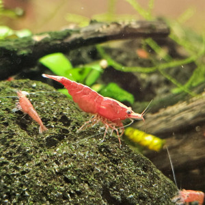 Neocaridina sakura red