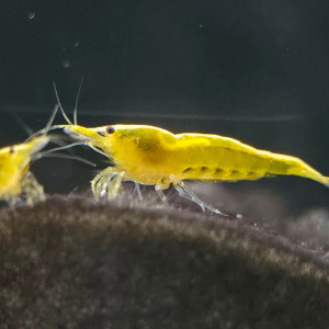 Crevettes