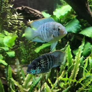 Acaras bleus