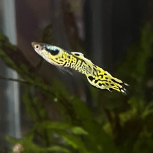 Guppy endler yellow tiger