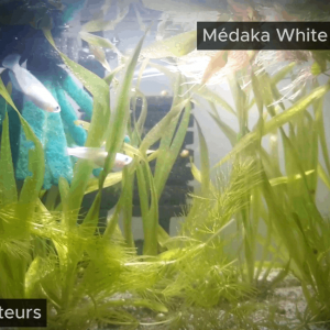 Medaka - Oryzia Latipes -  White Platinium