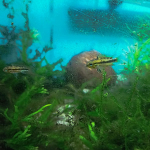 Apistogramma Trifasciata