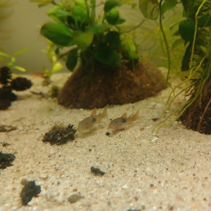 Jeunes corydoras aneus