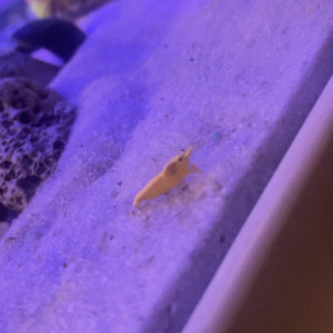 Crevette neocardina échange contre poisson