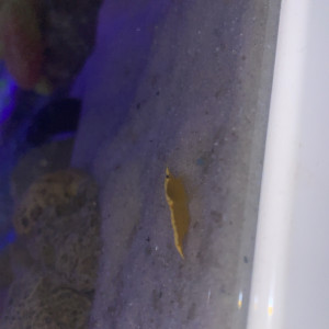 Crevette neocardina échange contre poisson